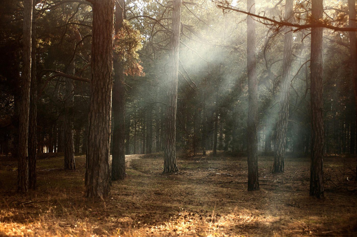 Light filtering through a forest, evoking depth and the inner landscape